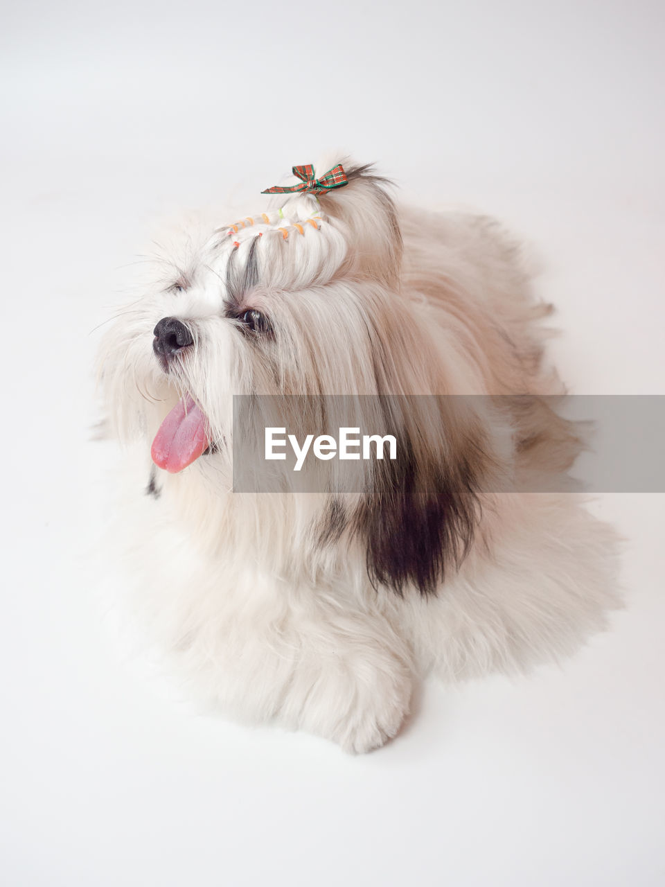 one animal, animal themes, animal, pet, domestic animals, mammal, canine, dog, studio shot, cute, maltese, animal hair, lap dog, portrait, facial expression, white background, sticking out tongue, animal body part, indoors, pink, no people, white, mouth open, carnivore, cut out