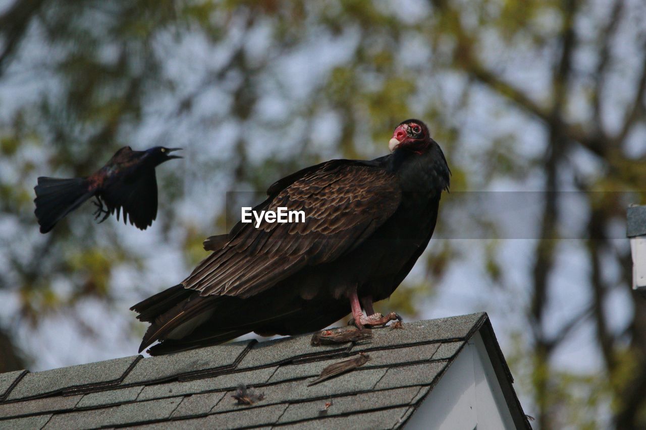 LOW ANGLE VIEW OF A BIRD ON ROOF