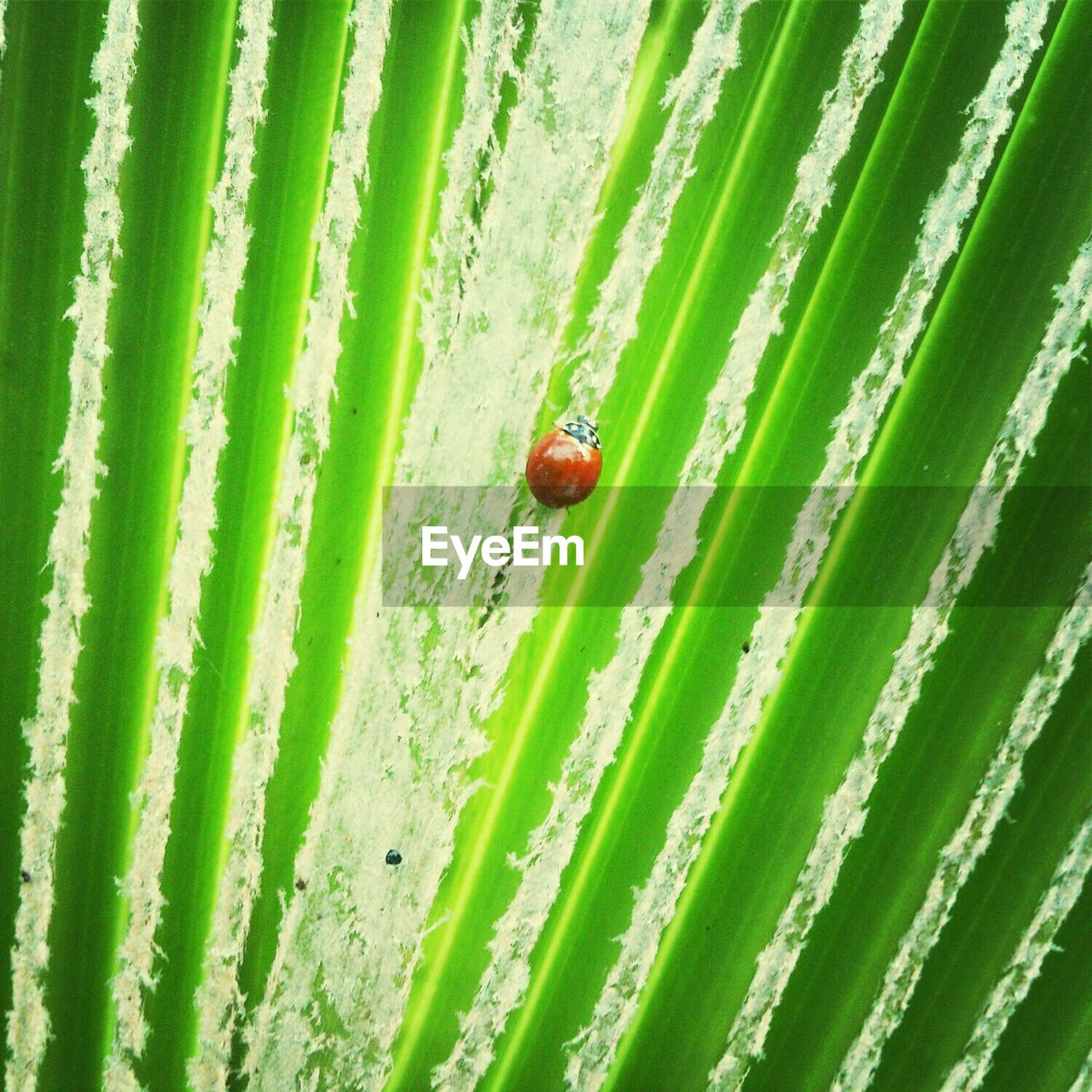 LADYBUG ON LEAF