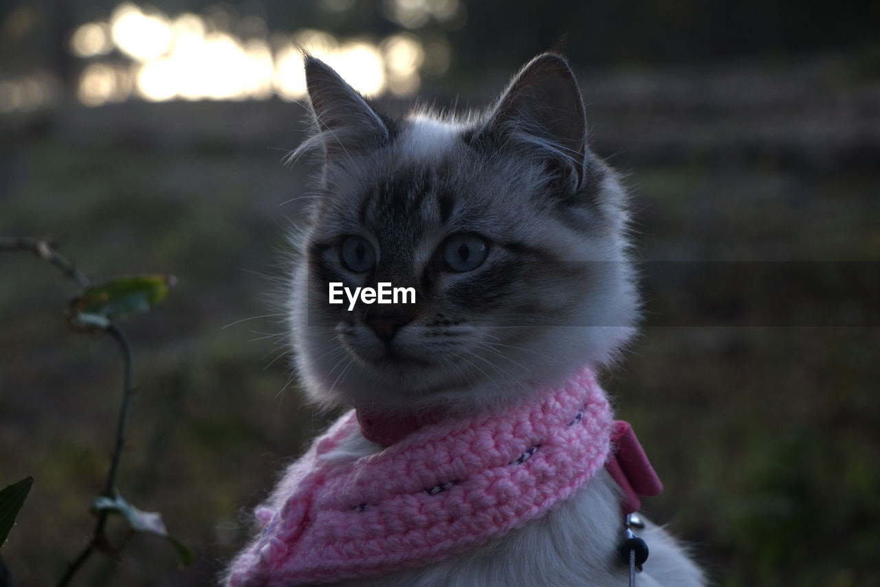 CLOSE-UP OF CAT LOOKING AWAY OUTDOORS