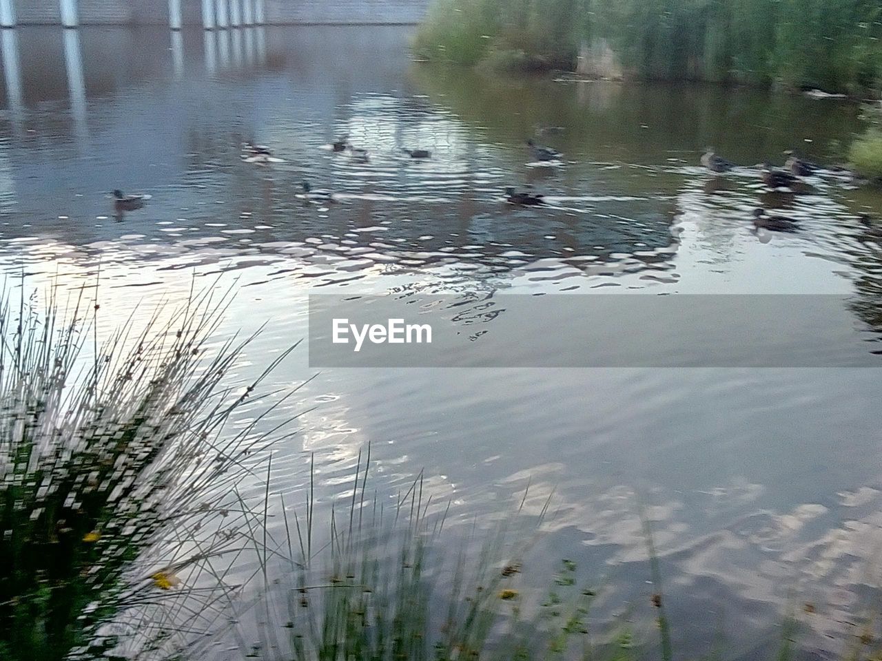 DUCKS IN LAKE