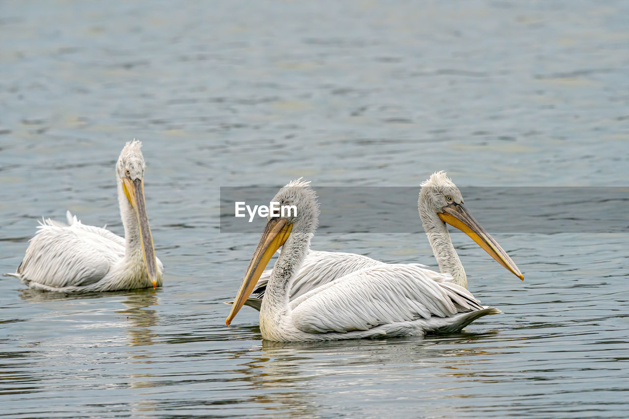 BIRDS IN LAKE