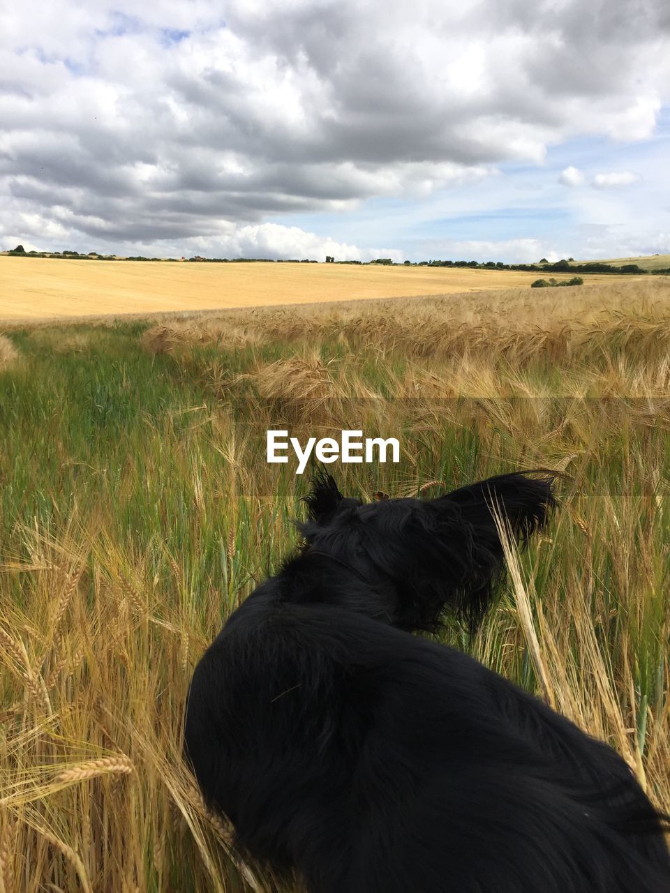 Black dog standing in grassy field