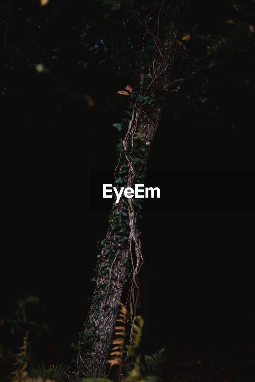 Low angle view of tree in forest at night