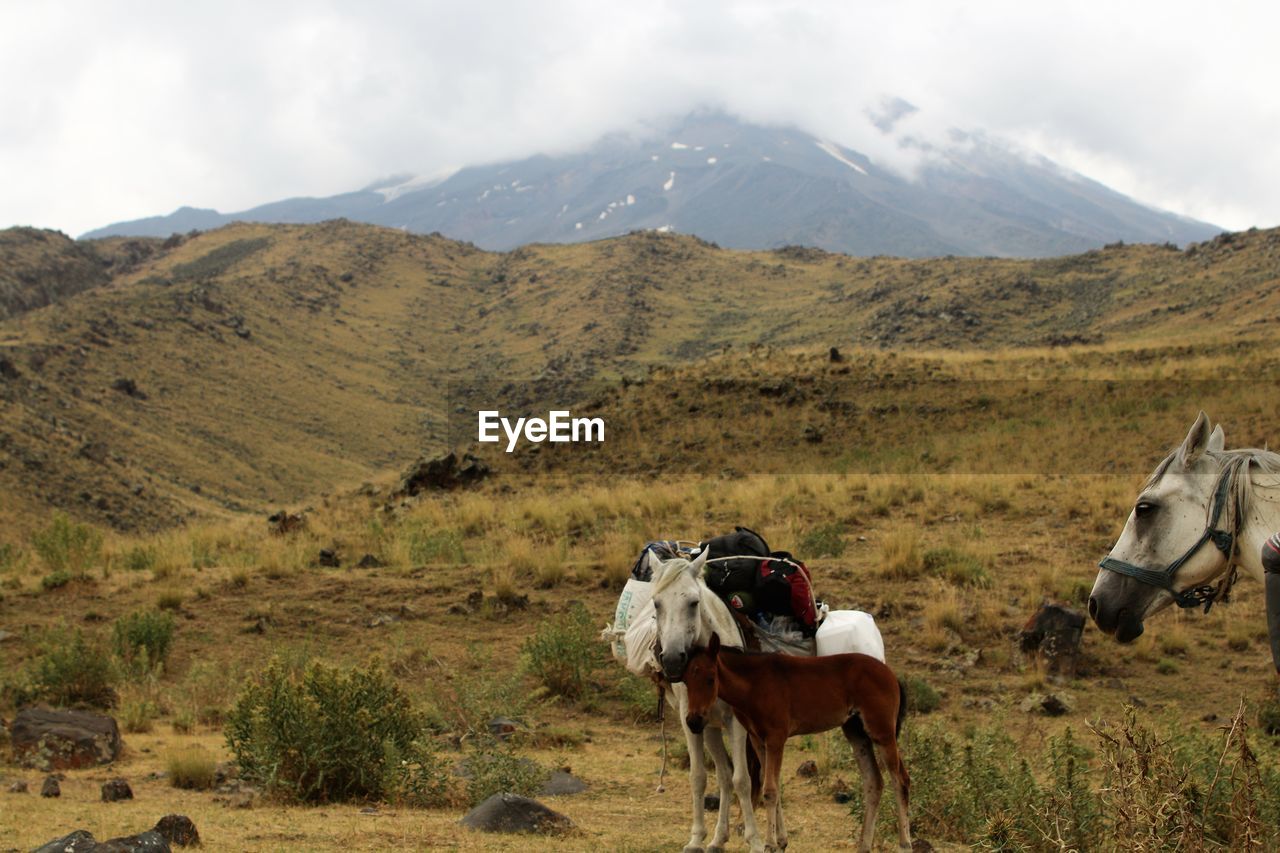 COWS ON FIELD AGAINST MOUNTAIN RANGE