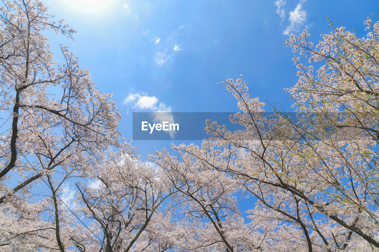 LOW ANGLE VIEW OF CHERRY BLOSSOMS AGAINST SKY