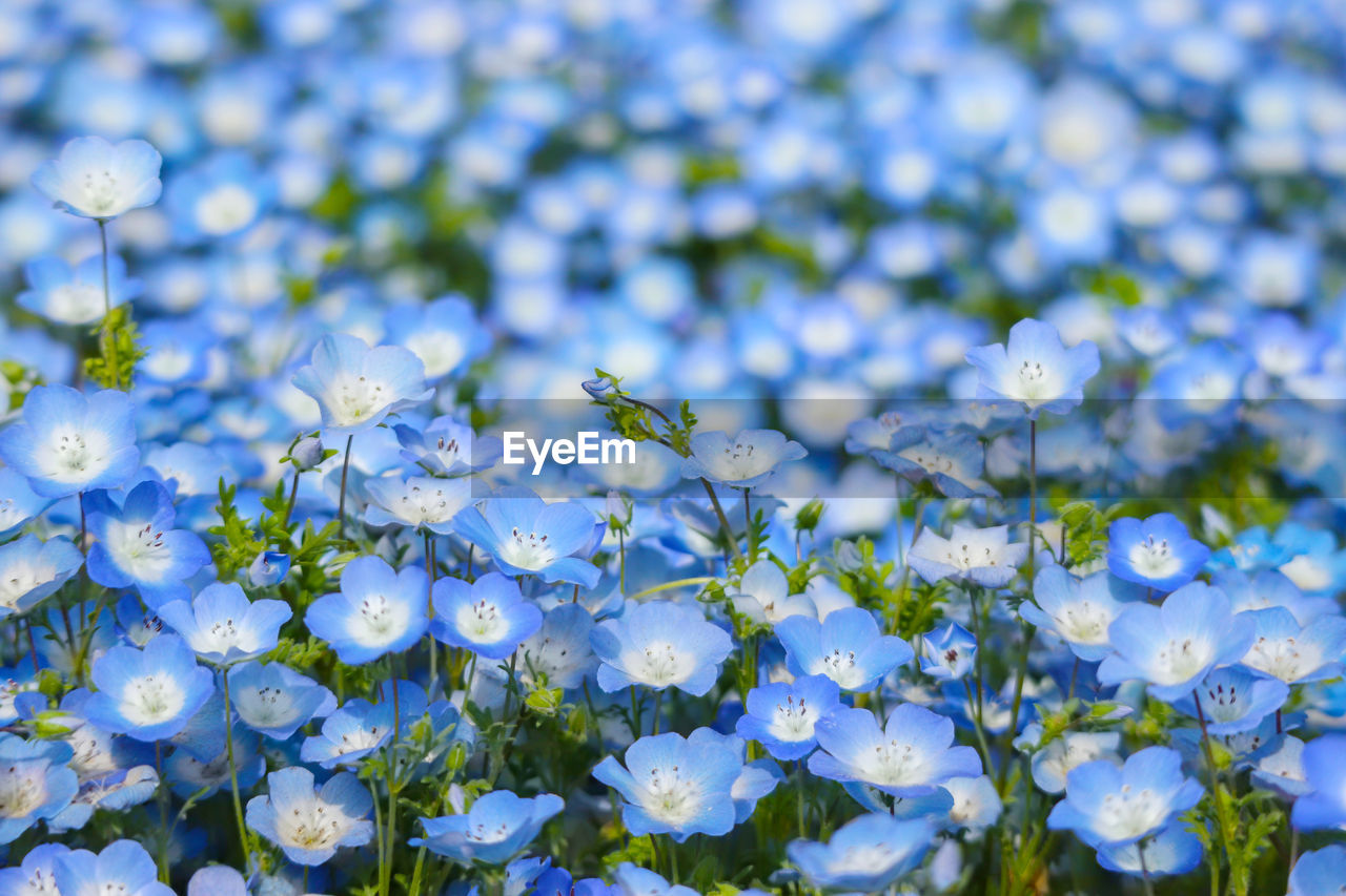 CLOSE-UP OF BLUE FLOWERING PLANT