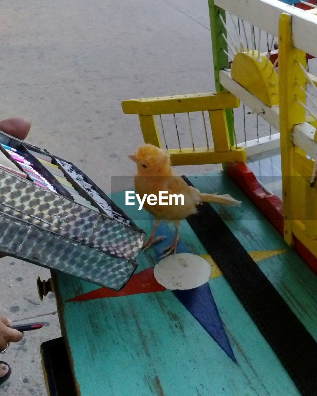 HIGH ANGLE VIEW OF BIRD ON CAGE