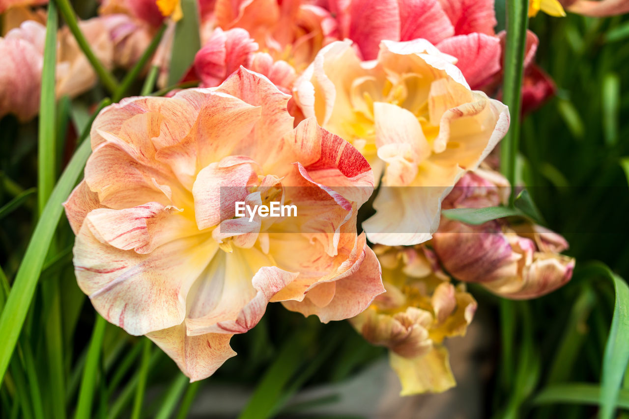 Close-up of yellowish pink tulips