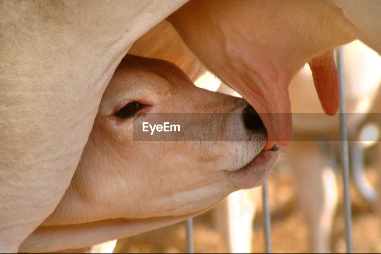 Close-up of cow feeding calf