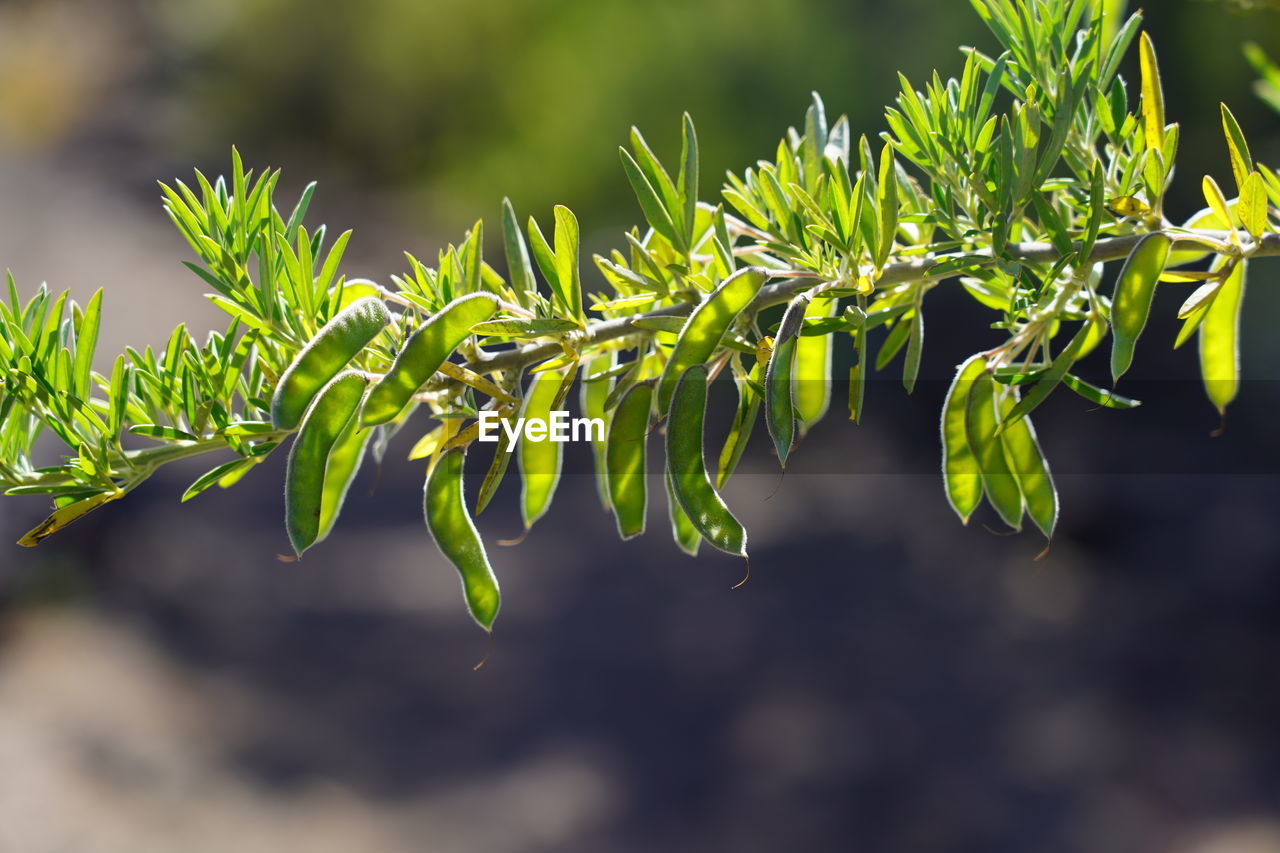 CLOSE-UP OF FRESH PLANTS