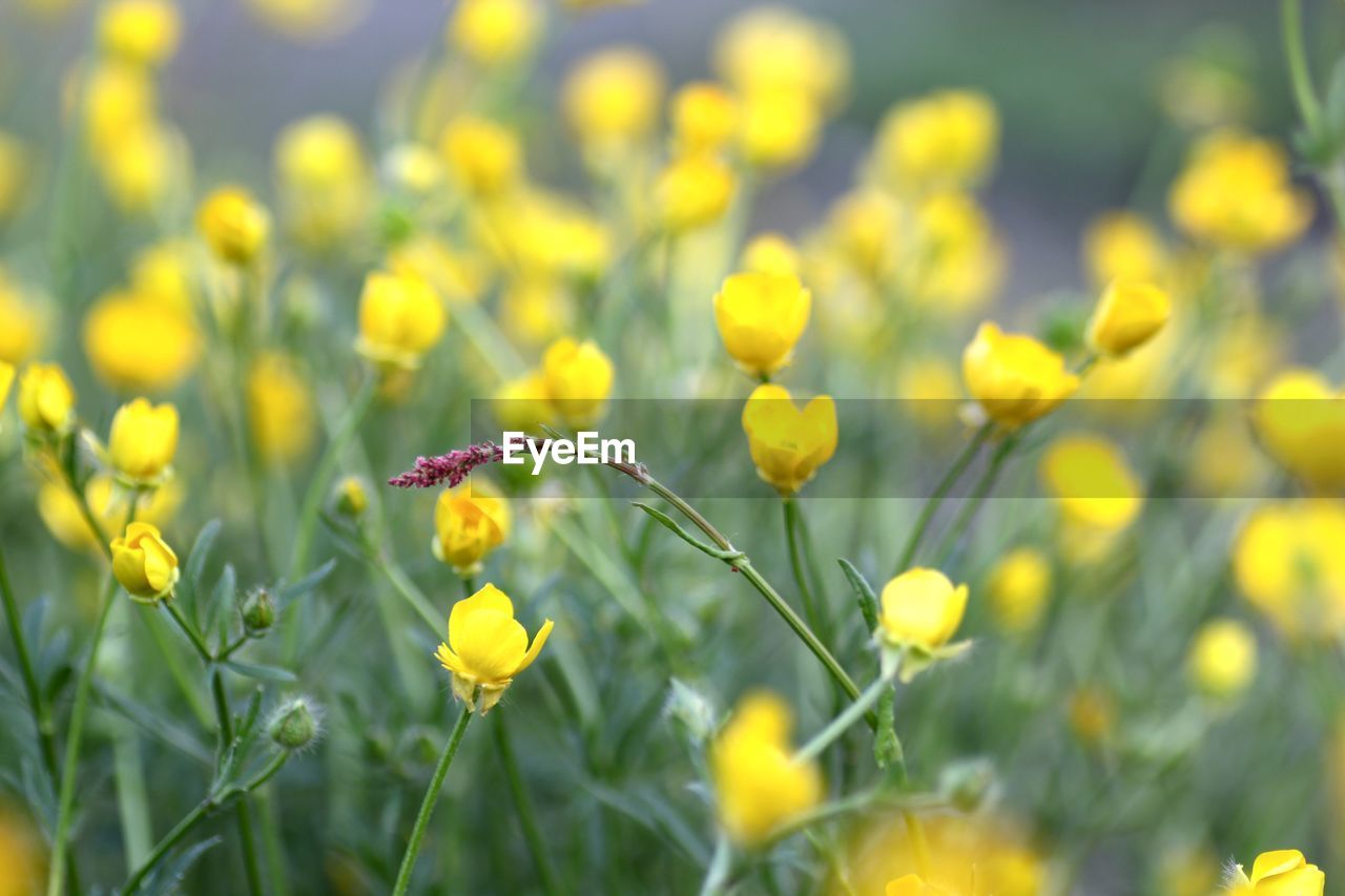 CLOSE-UP OF YELLOW FLOWER