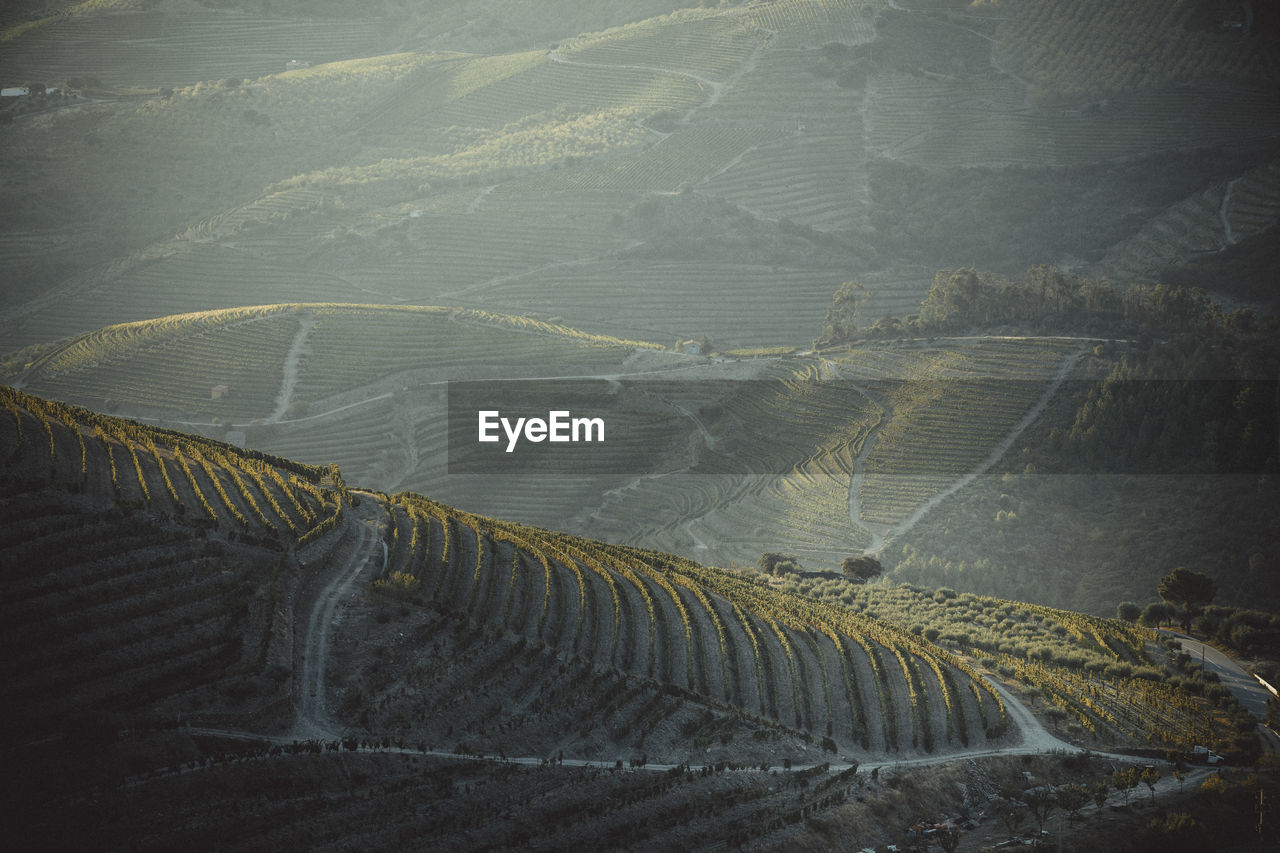 Douro vineyards from aerial view