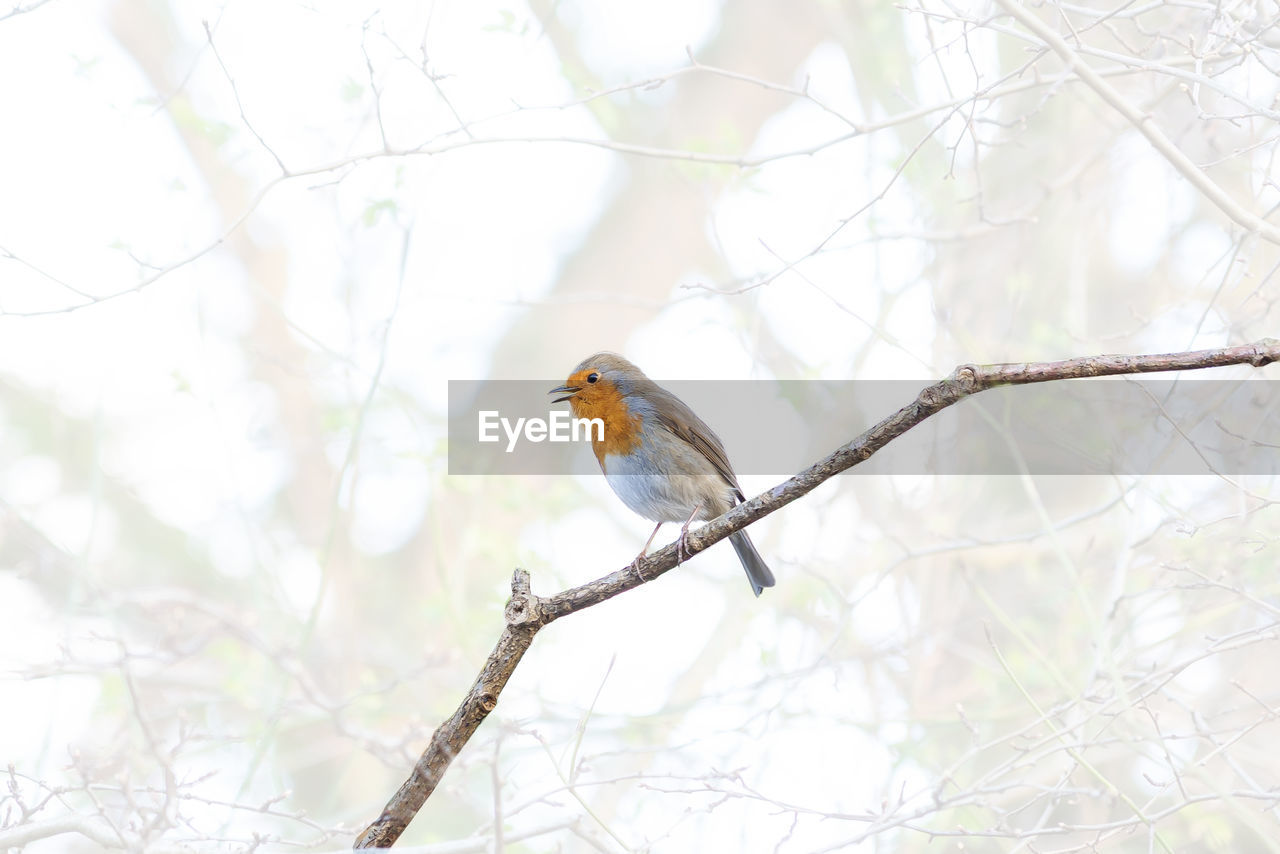 Close-up of bird perching on branch