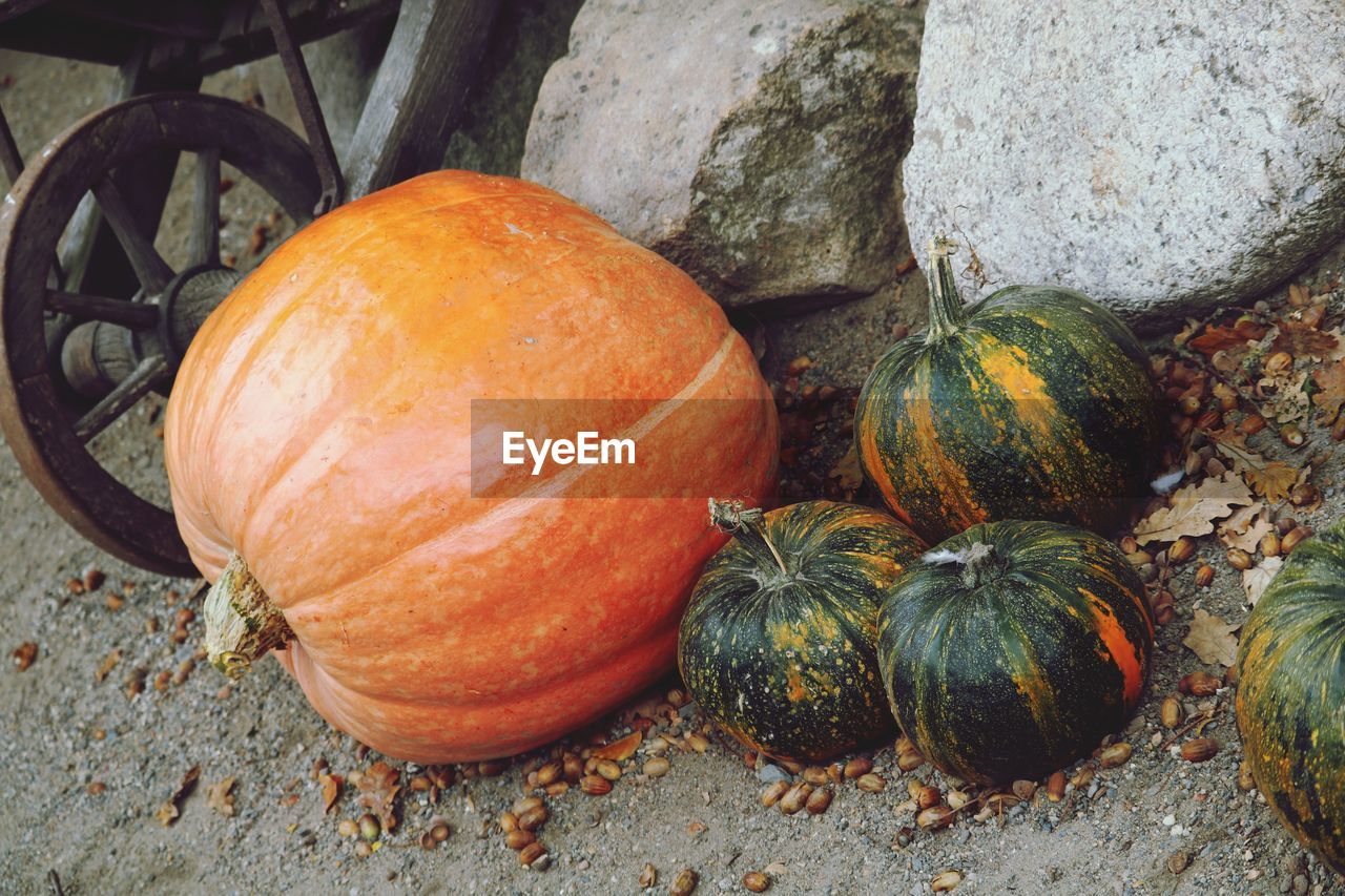 High angle view of pumpkins on rock