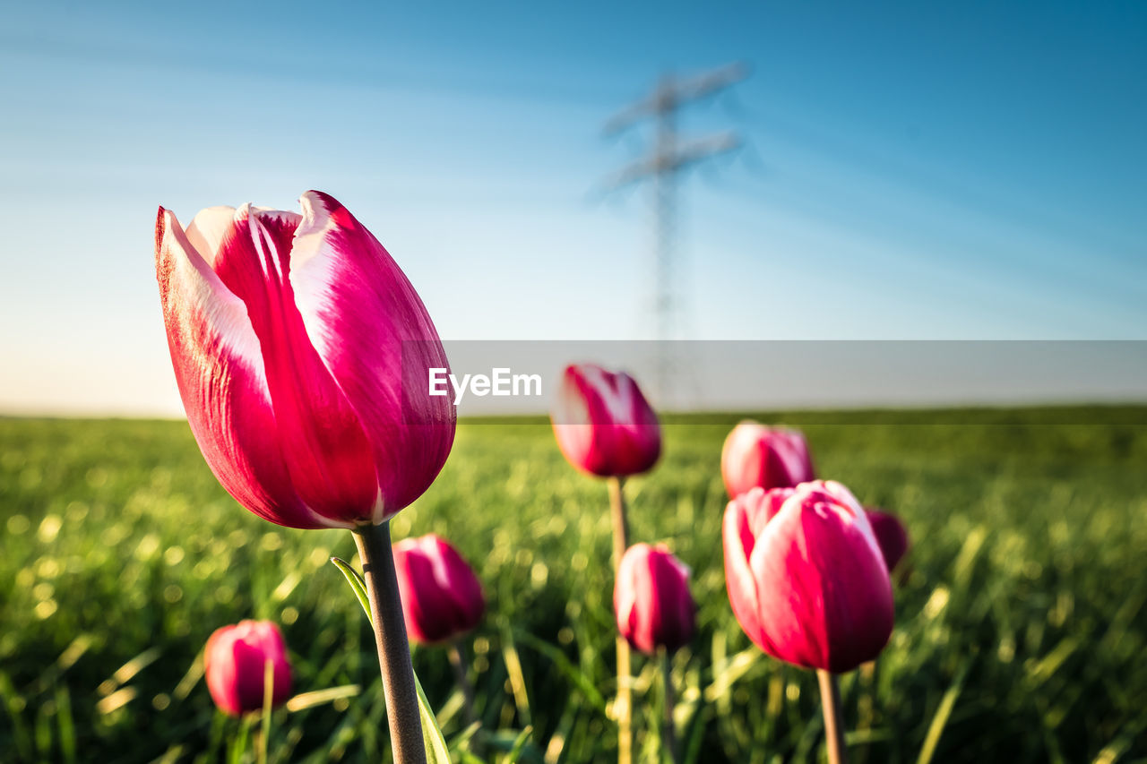 Close-up of pink tulips blooming on field