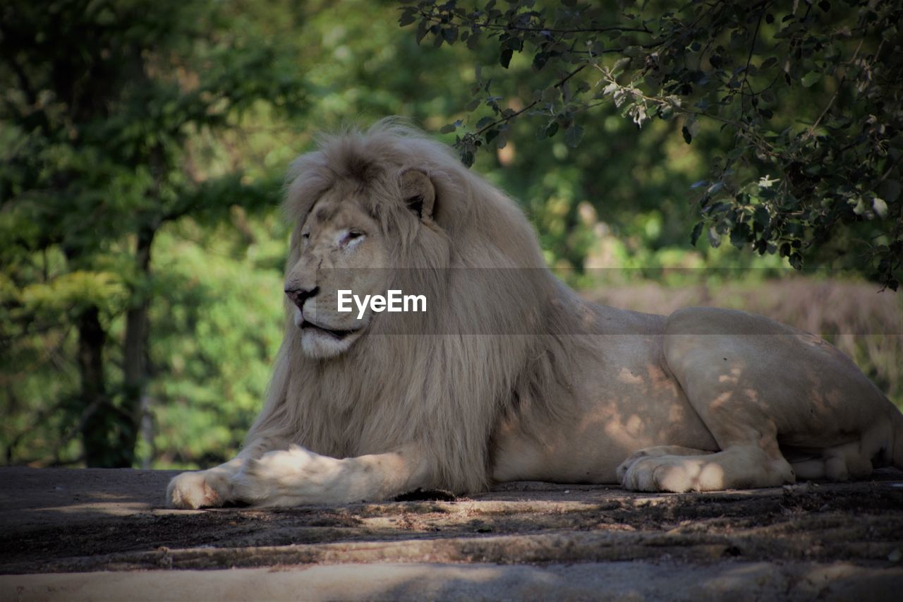 Lion relaxing on a stone