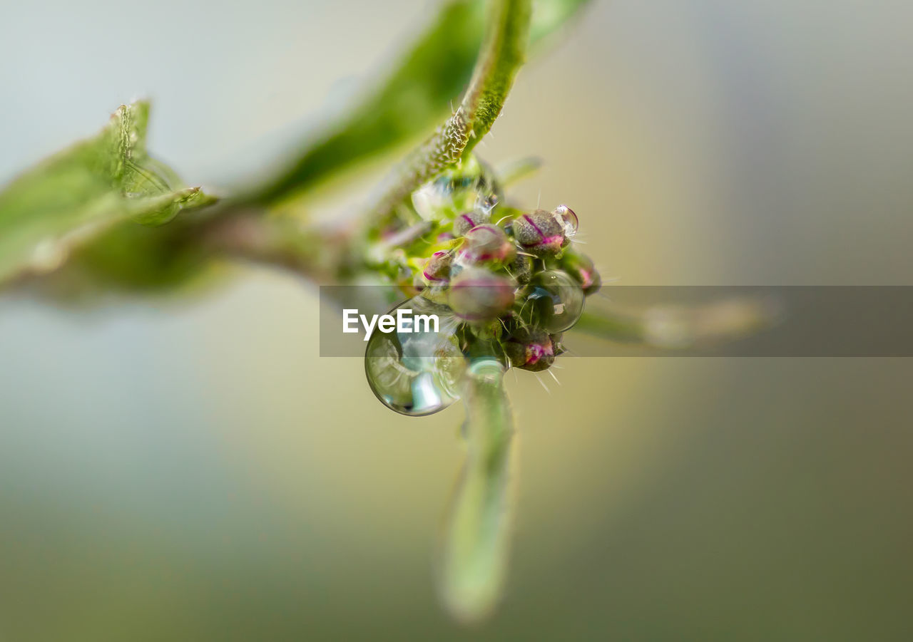 Close-up of plant against blurred background