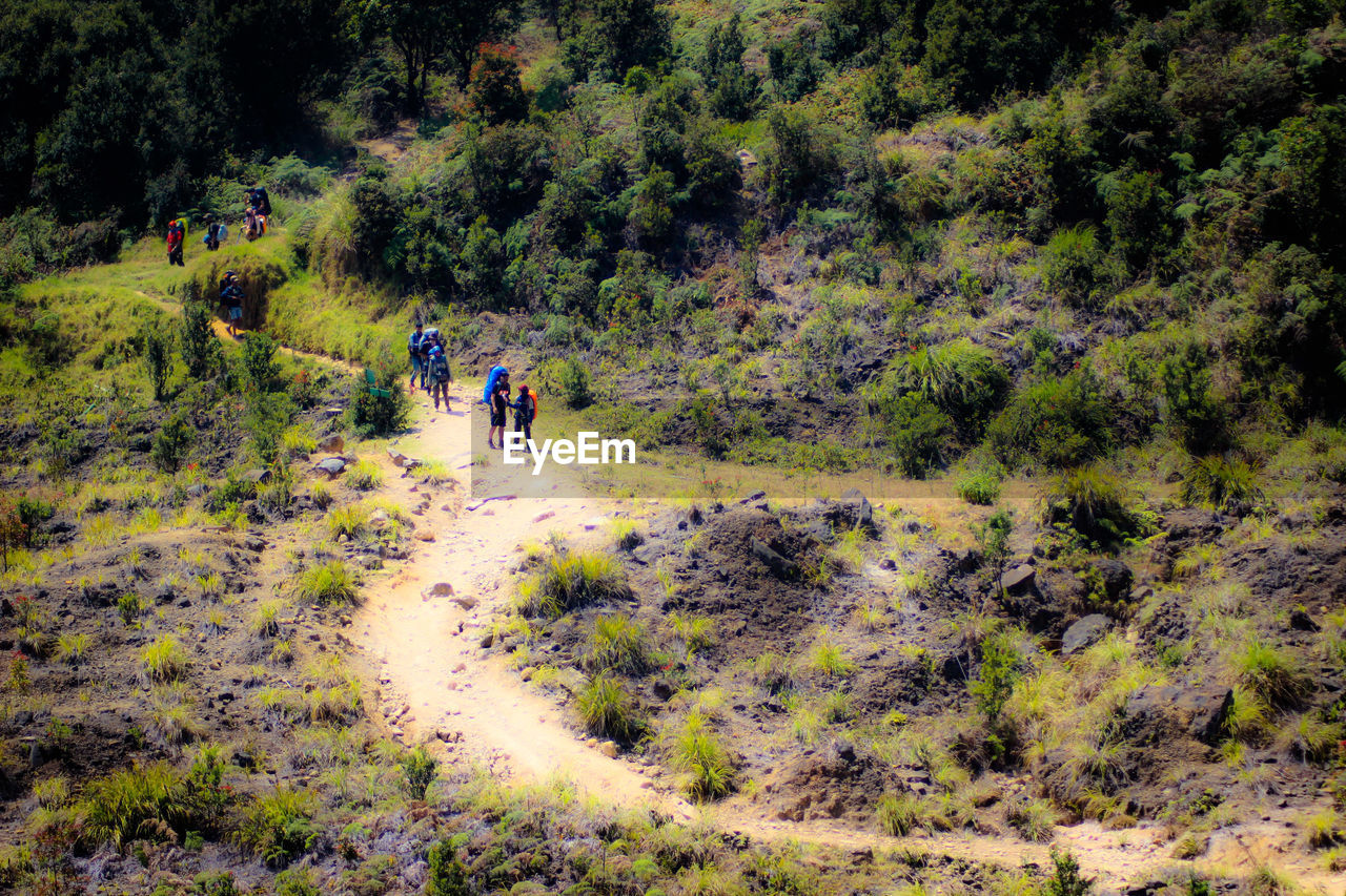 PEOPLE WALKING ON FIELD BY TREE