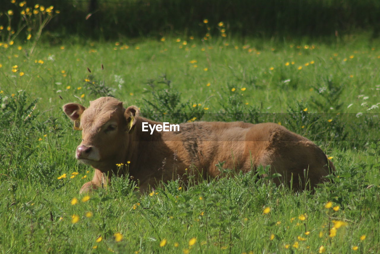 VIEW OF AN ANIMAL ON GRASS