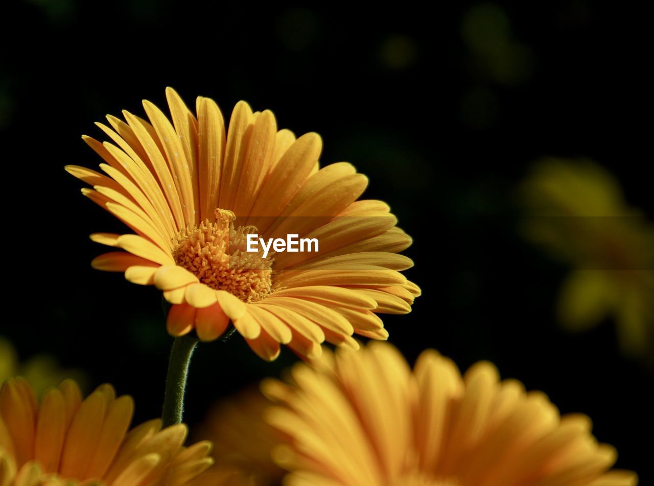 CLOSE-UP OF YELLOW DAISY FLOWERS