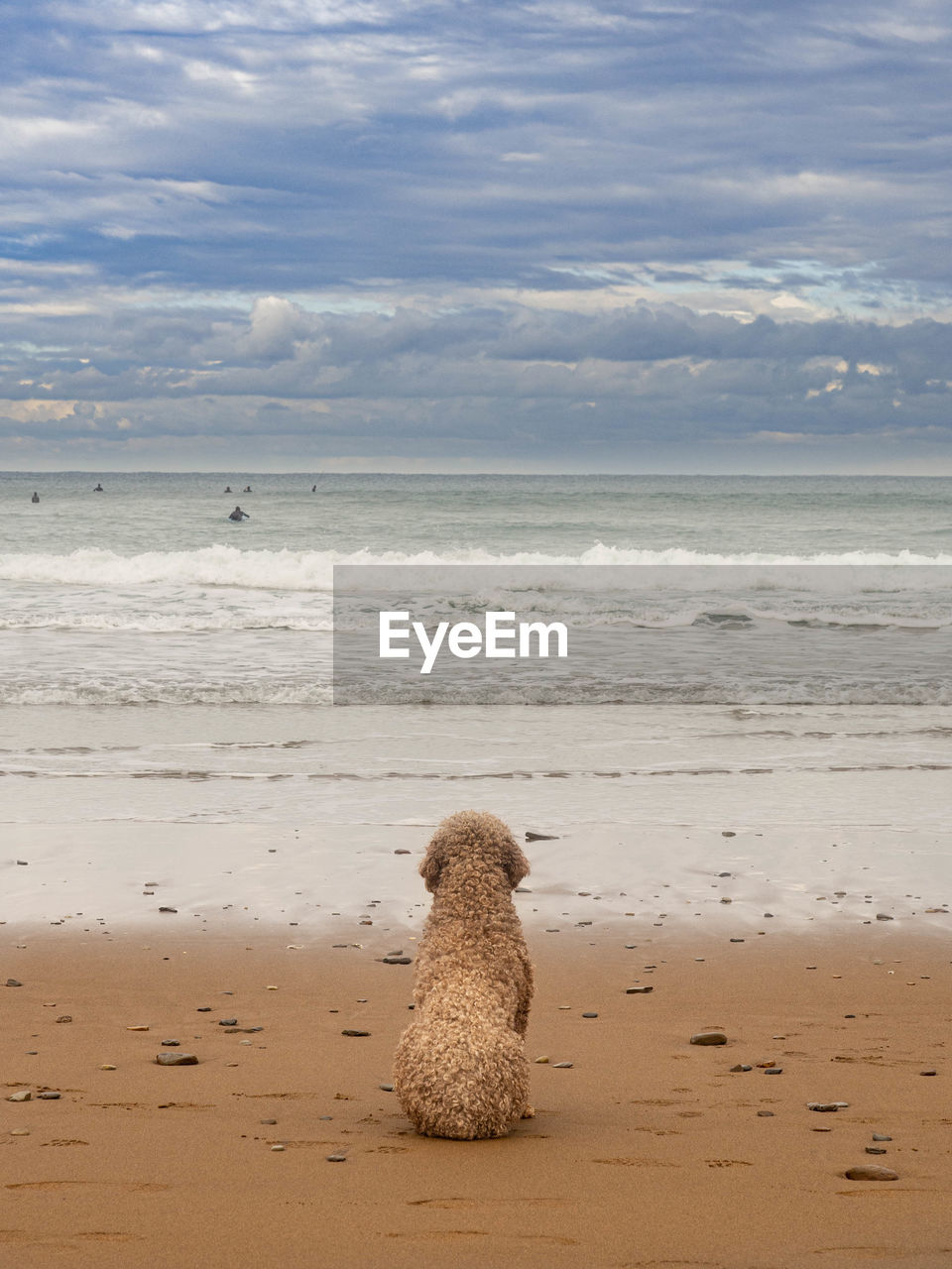 Dog looking at the sea waiting its master