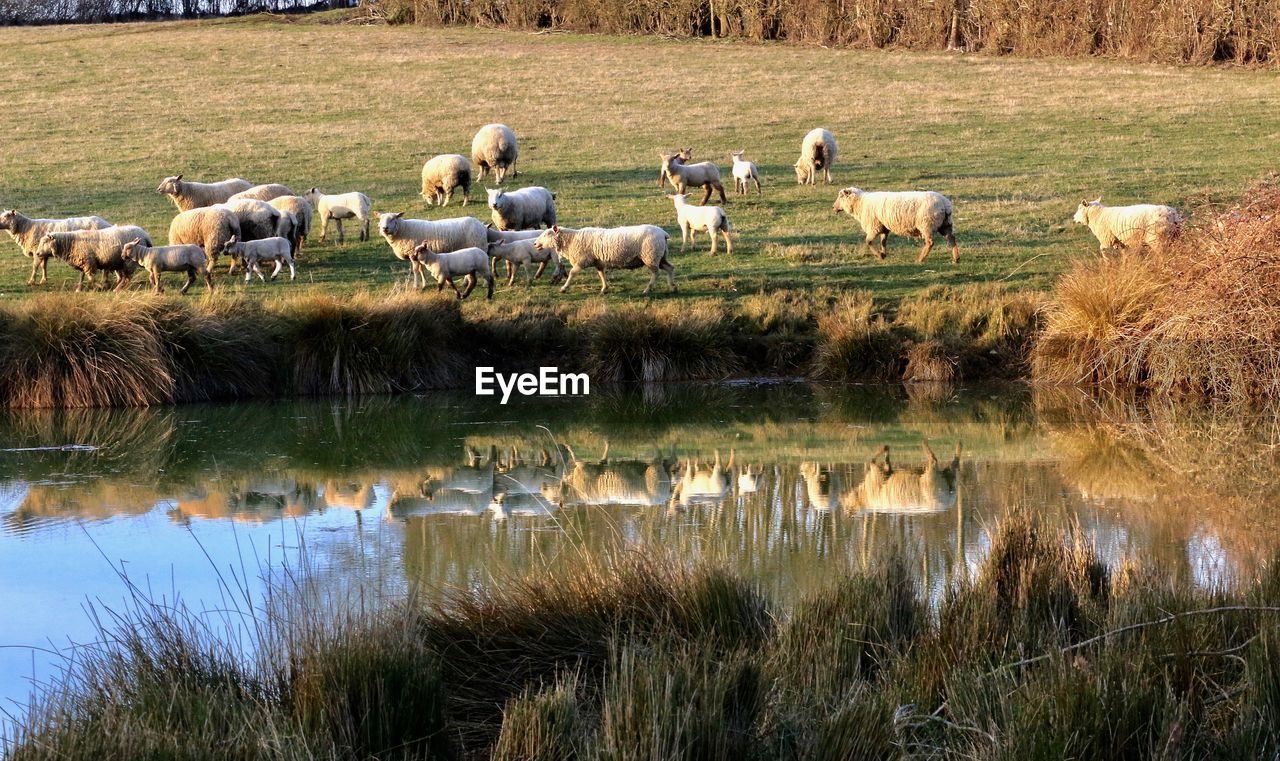 SHEEP GRAZING ON LAKE