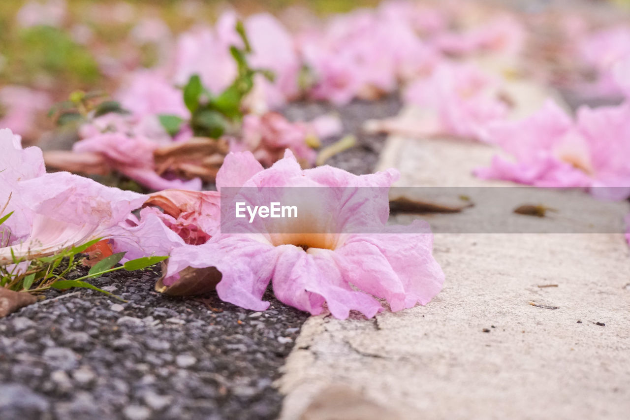 CLOSE-UP OF PINK FLOWER PETALS