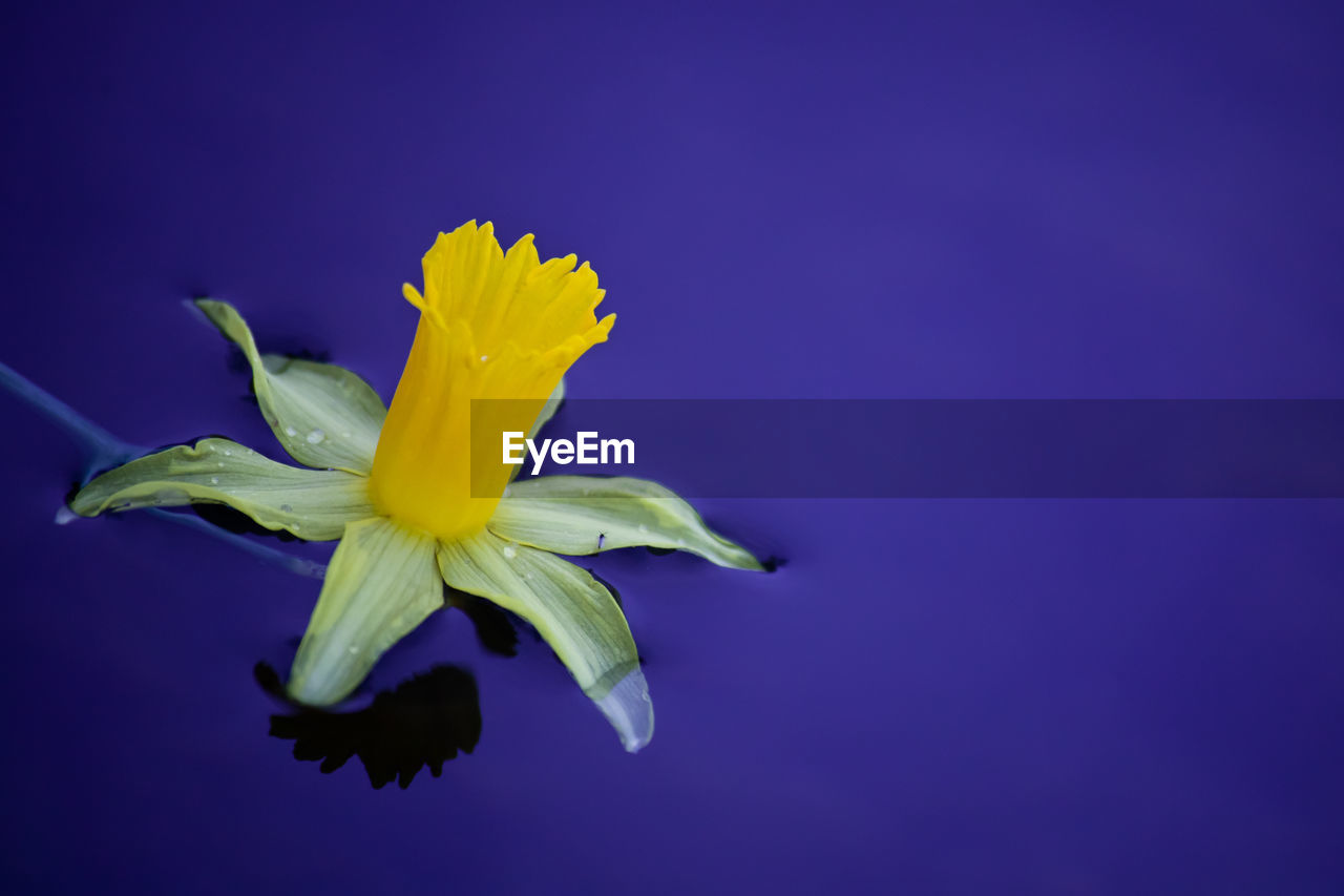 Close-up of water drops on yellow flower