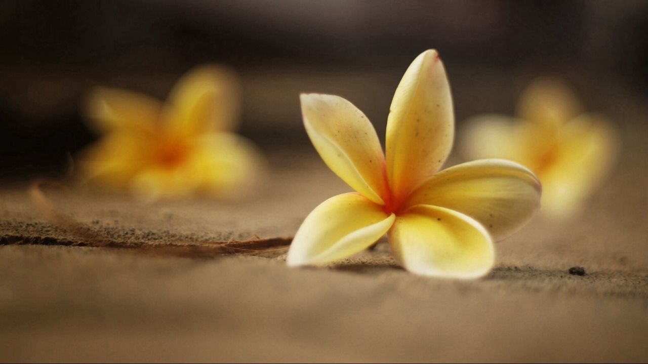 Close-up of frangipani on ground