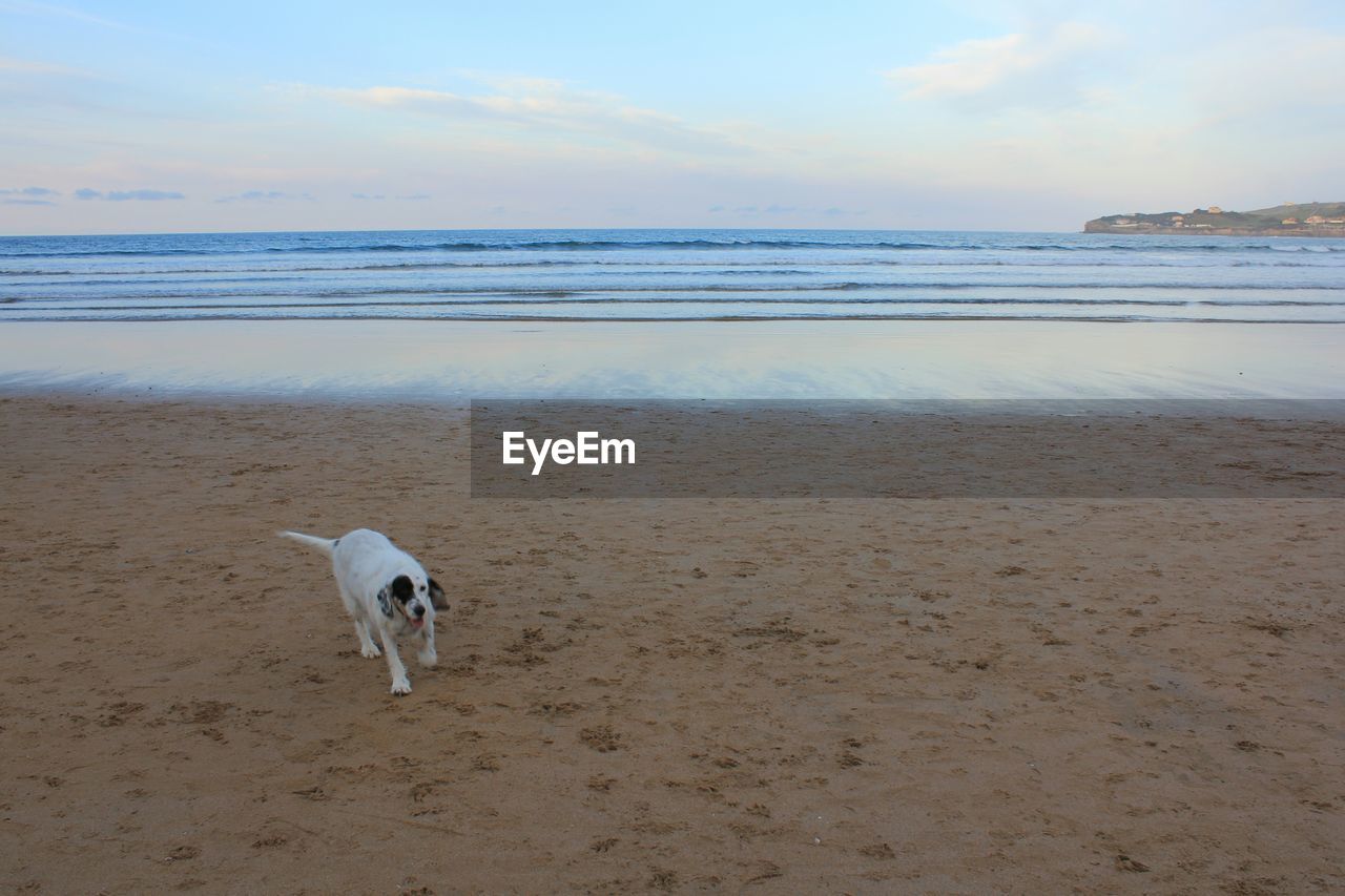 High angle view of dog on beach against sky
