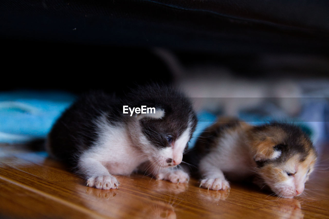 CLOSE-UP OF CATS ON FLOOR