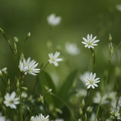 CLOSE-UP OF WHITE FLOWERS BLOOMING OUTDOORS