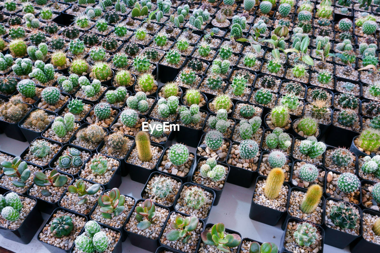 HIGH ANGLE VIEW OF VEGETABLES