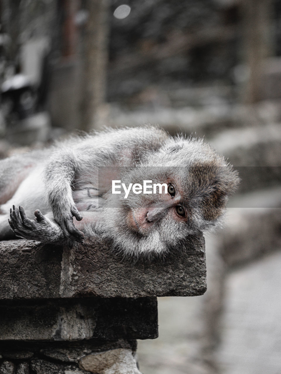 CLOSE-UP OF A MONKEY AGAINST WALL