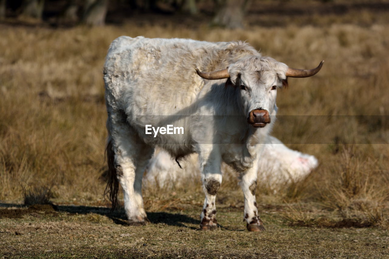 Portrait of cow standing on field