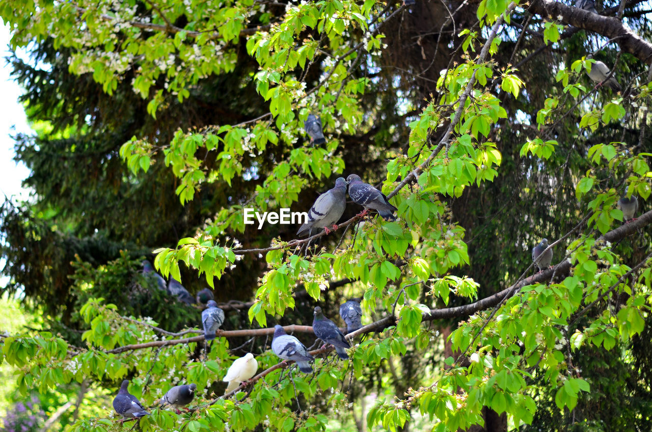 BIRD PERCHING ON A BRANCH