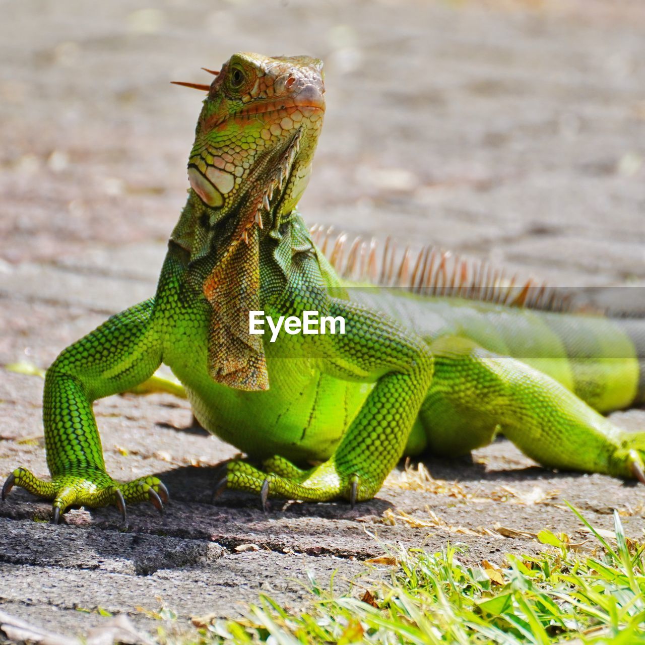 Close-up of lizard on a field looking at camera