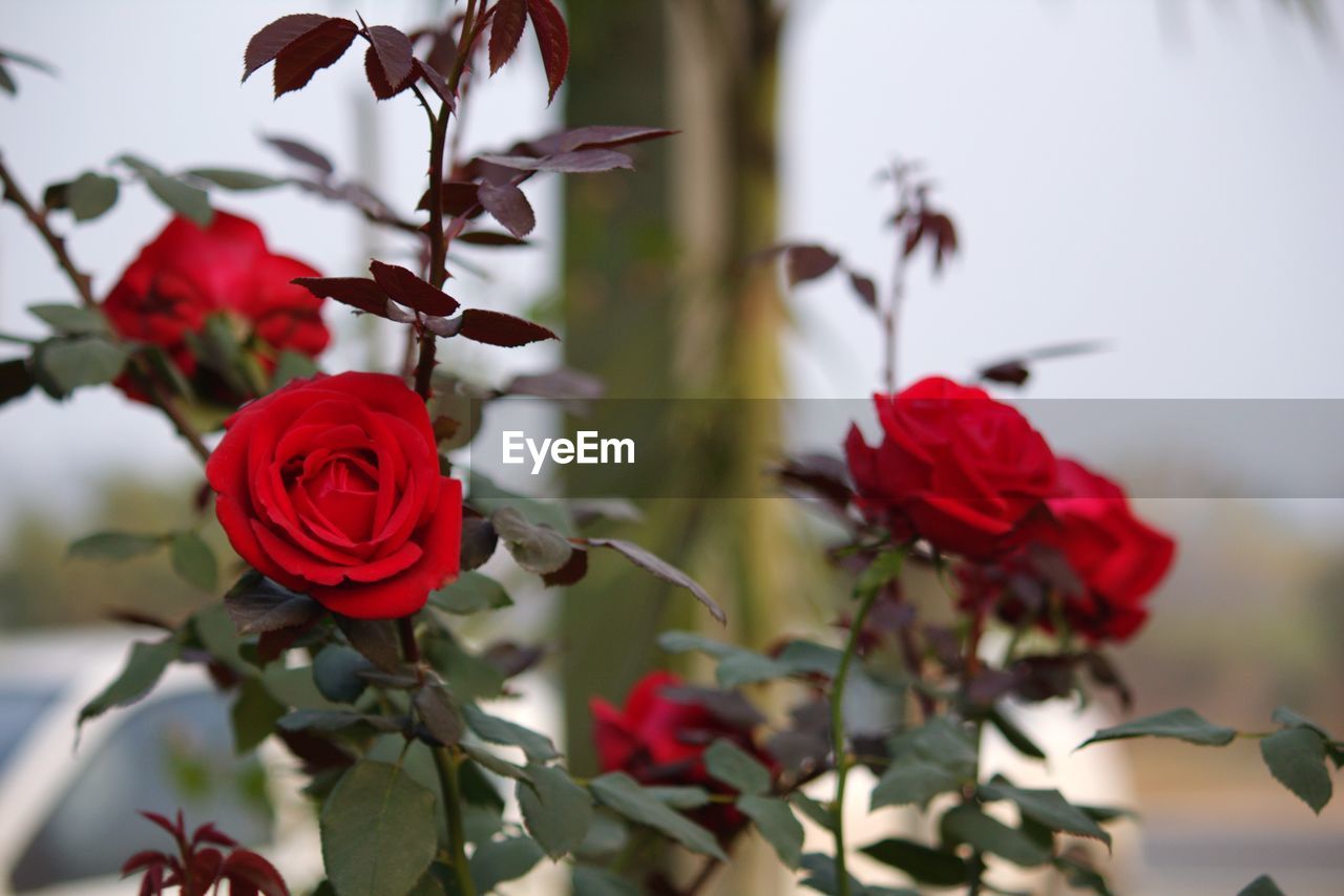 CLOSE-UP OF RED ROSES