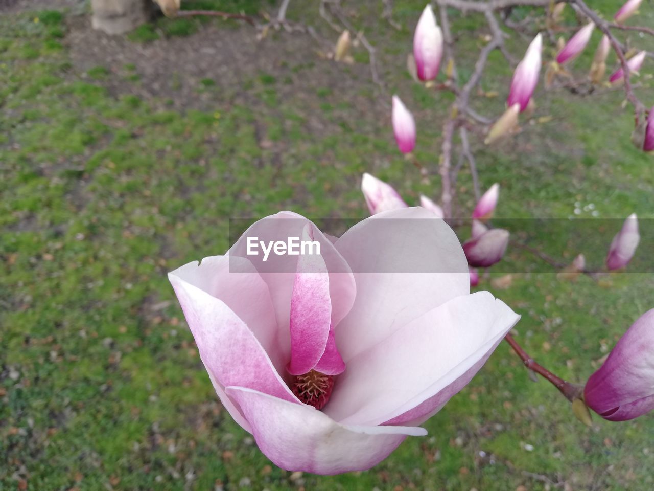 plant, flower, flowering plant, pink, beauty in nature, freshness, petal, nature, growth, fragility, close-up, no people, inflorescence, flower head, magnolia, focus on foreground, day, springtime, blossom, grass, outdoors, field, land
