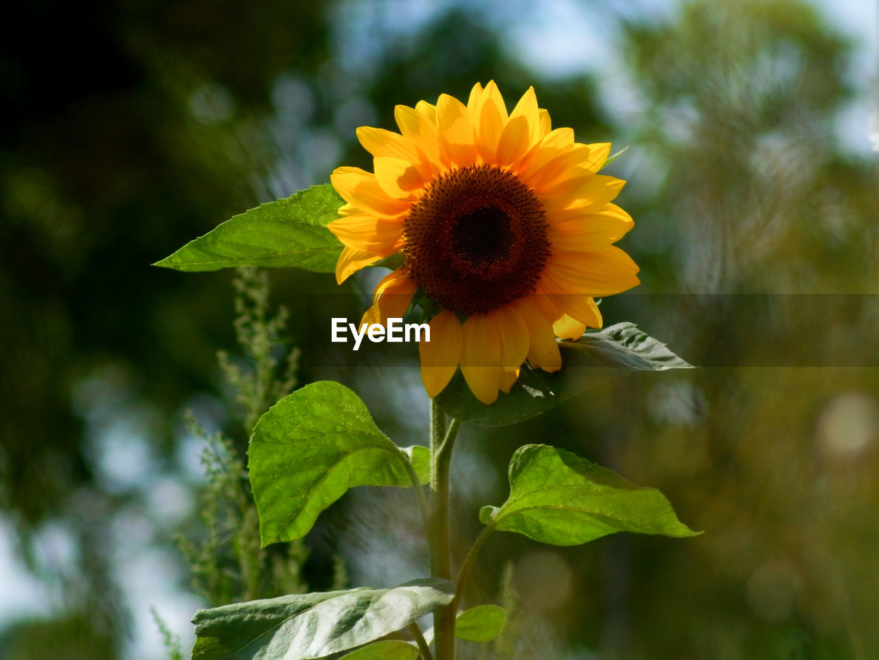 Close-up of sunflower on plant