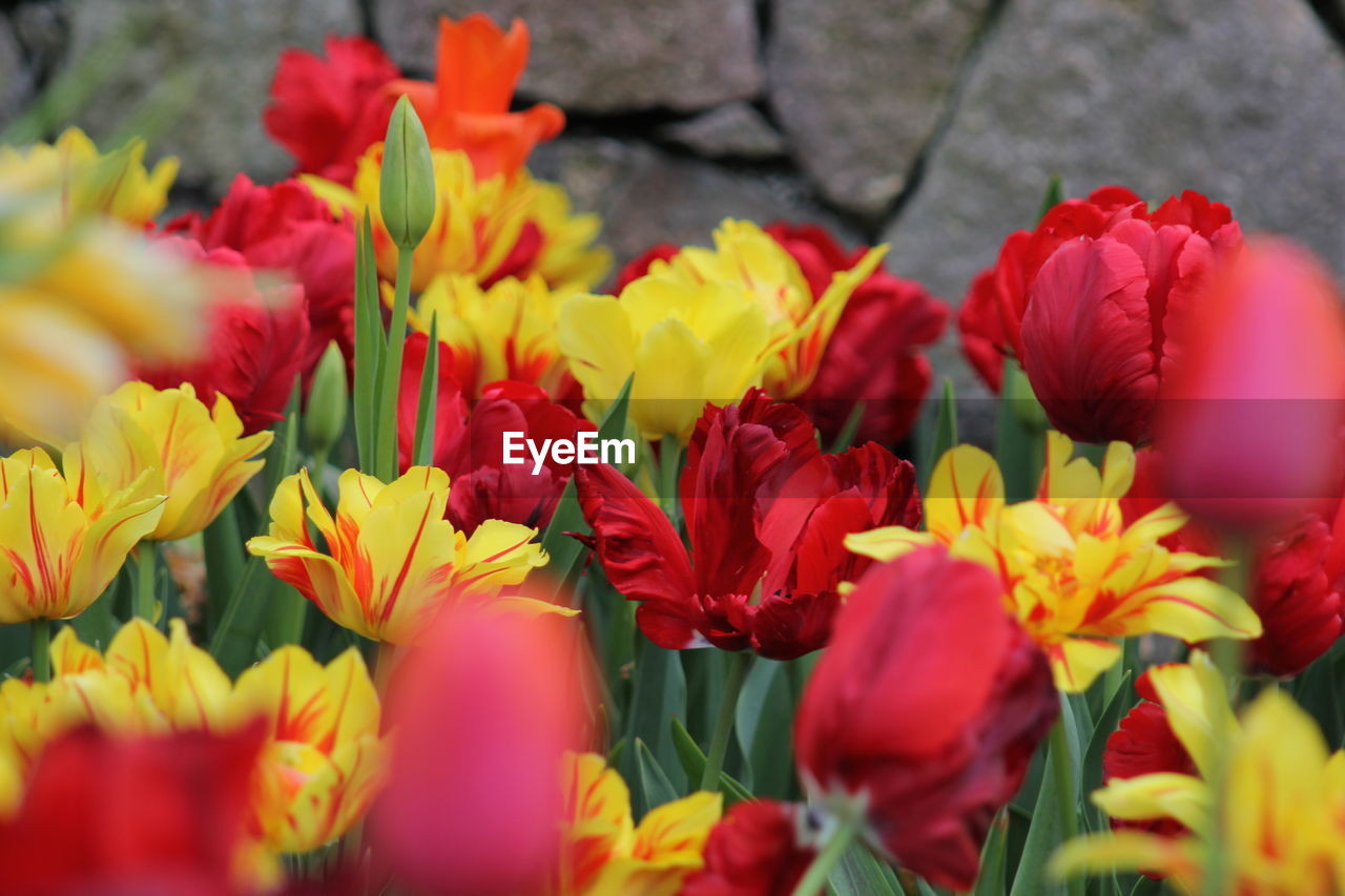 Close-up of multi colored flowers