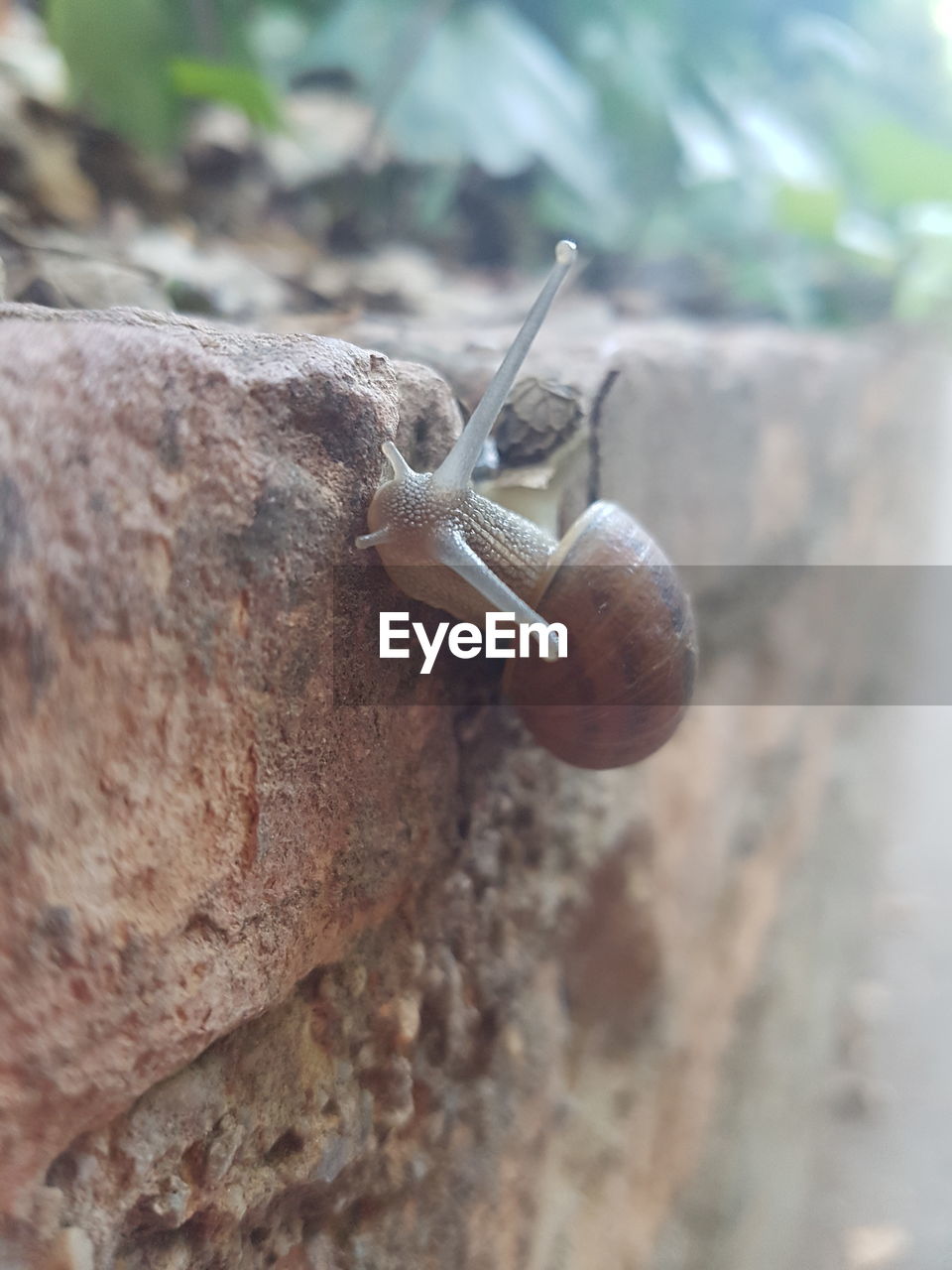 CLOSE-UP OF SNAILS