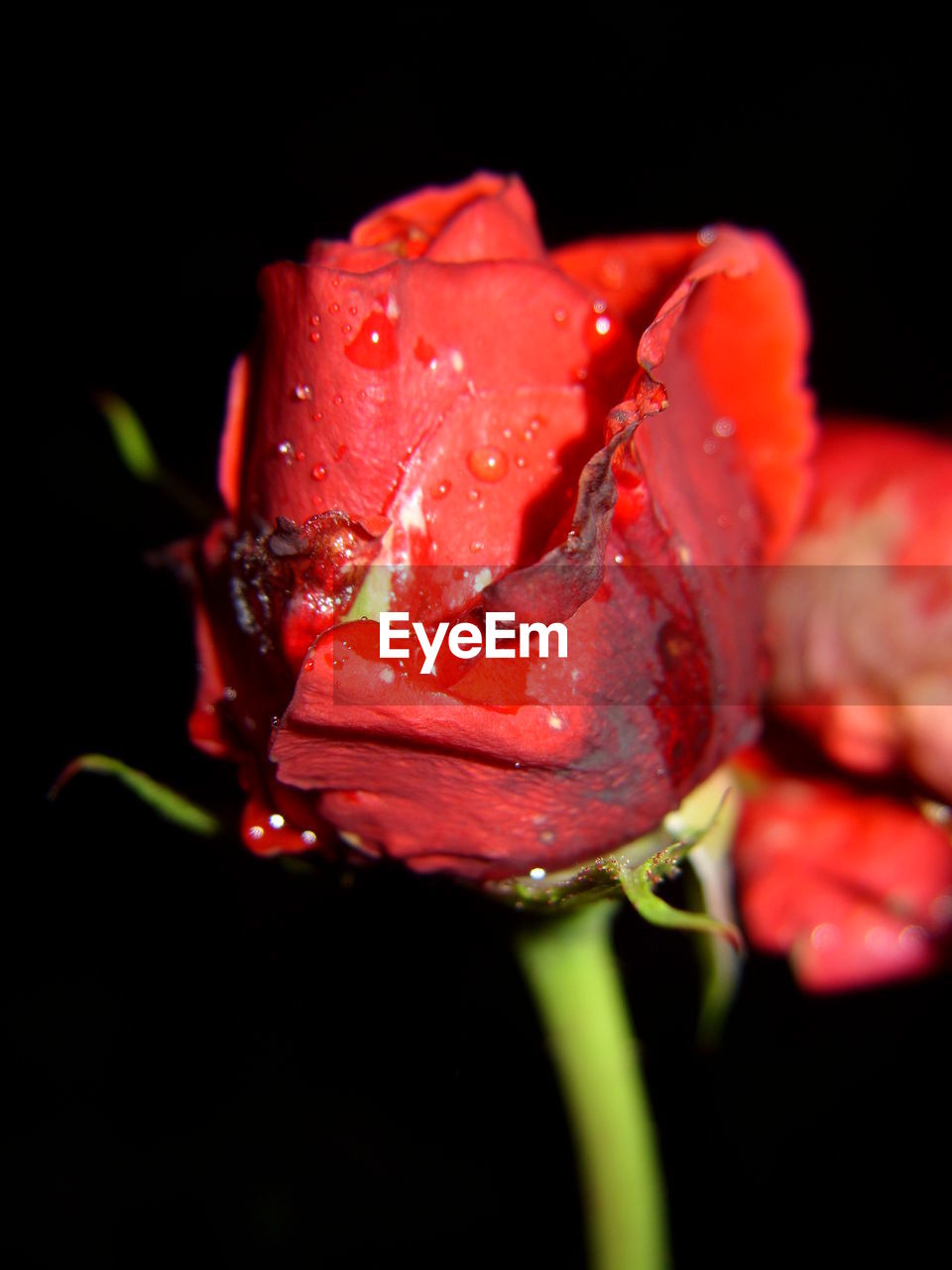 CLOSE-UP OF WET RED ROSE BLOOMING IN BLACK BACKGROUND