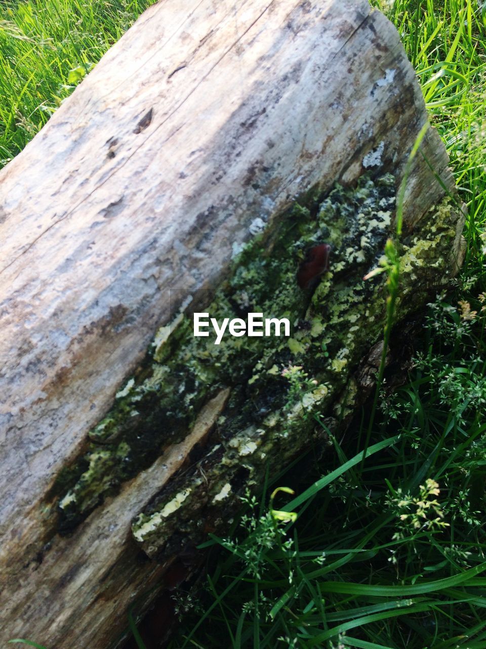 CLOSE-UP OF TREE TRUNK