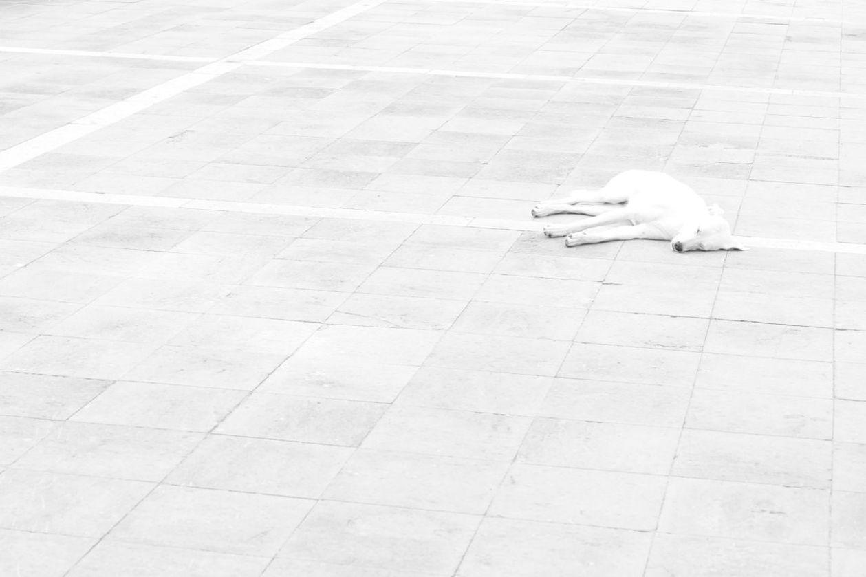 Dog sleeping on sidewalk