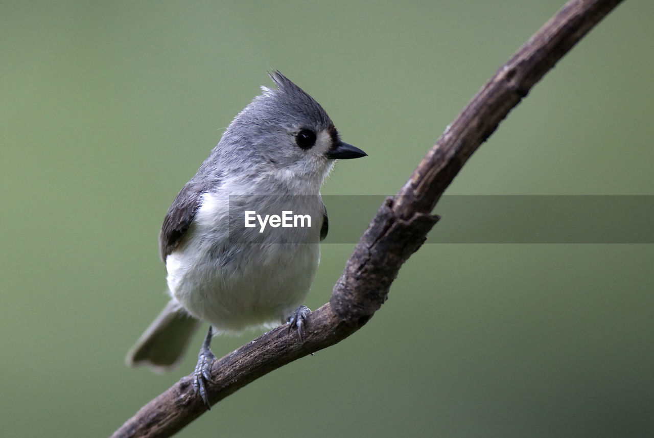 CLOSE-UP OF BIRD PERCHING ON TREE