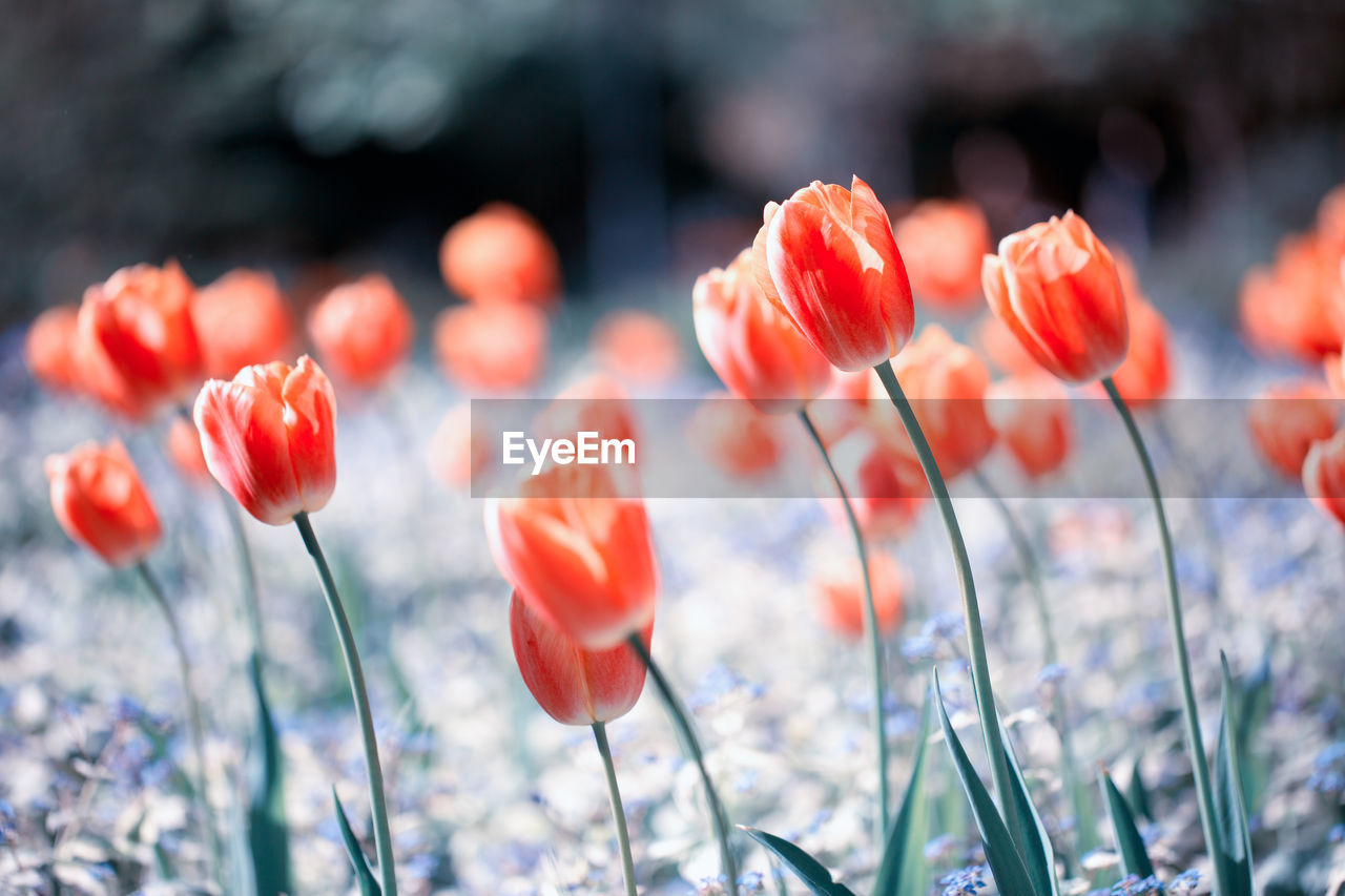 Close-up of orange tulips on a field