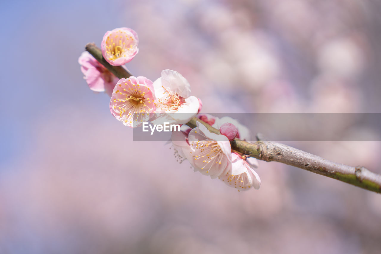 plant, flower, flowering plant, freshness, beauty in nature, fragility, springtime, blossom, close-up, tree, nature, branch, macro photography, growth, focus on foreground, spring, pink, flower head, no people, inflorescence, outdoors, twig, day, bud, selective focus, petal, cherry blossom, food and drink, produce, botany, food, sunlight, leaf, plant stem, tranquility, pollen