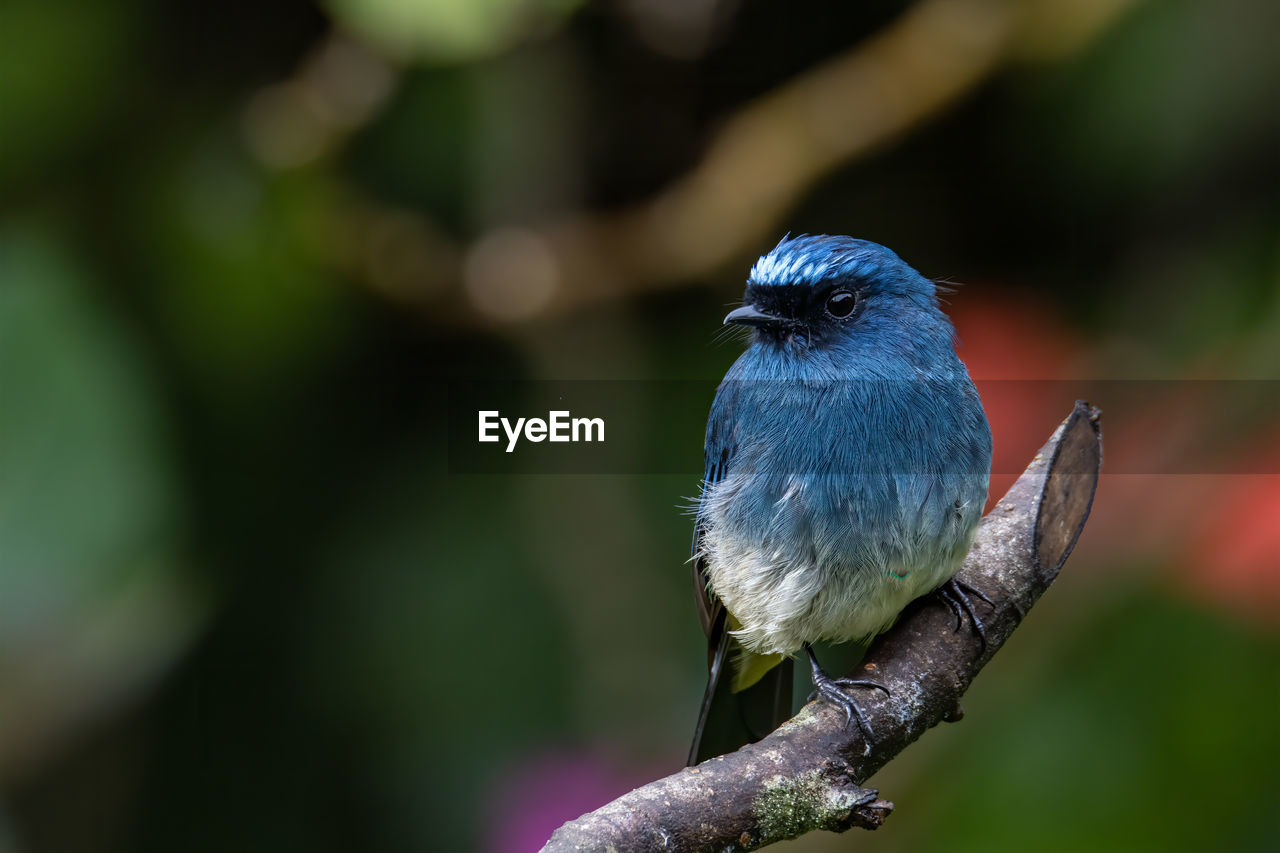 CLOSE-UP OF BIRD PERCHING ON PLANT